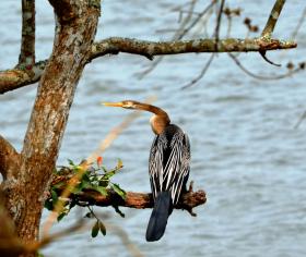 thumbs/birds-Darter in Kaziranga.jpg.jpg